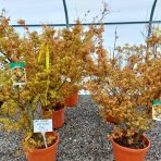 Javor dlaňolistý (Acer palmatum) ´KATSURA´ - výška 130-150 cm, kont. C25L